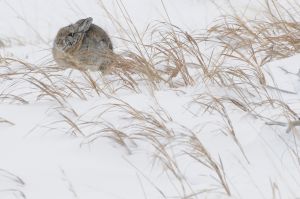 Cold Cottontail